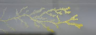 Attēlu rezultāti vaicājumam “Physarum obscurum young”