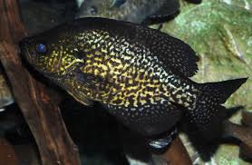 Image result for Pomoxis nigromaculatus
