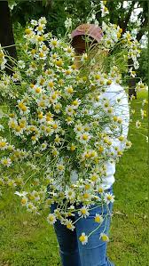 Attēlu rezultāti vaicājumam “Matricaria chamomilla flower”