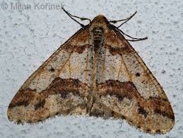 Attēlu rezultāti vaicājumam “Erannis defoliaria”