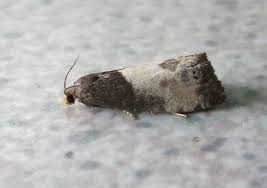 Attēlu rezultāti vaicājumam “Notocelia cynosbatella”