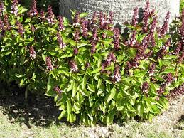 Image result for Ocimum basilicum