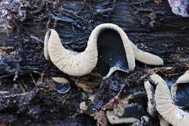 Attēlu rezultāti vaicājumam “Ionomidotis irregularis”