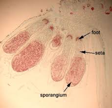Attēlu rezultāti vaicājumam “Jungermannia leiantha sporophyte”