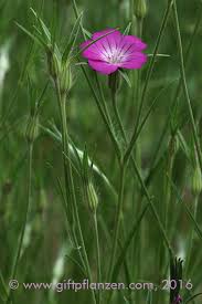 Image result for Kornrade