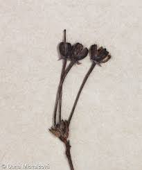 Attēlu rezultāti vaicājumam “Andromeda polifolia bud”