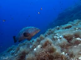 Image result for Epinephelus marginatus