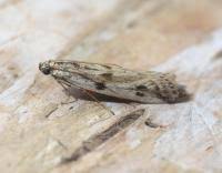 Attēlu rezultāti vaicājumam “Phycitodes binaevella”