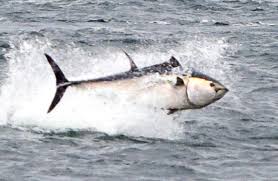 Image result for Thunnus thynnus