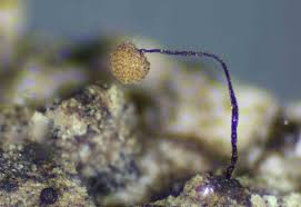 Attēlu rezultāti vaicājumam “Cribraria sp.”