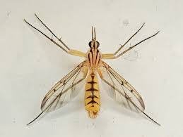 Attēlu rezultāti vaicājumam “Mycetophilidae”