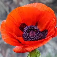 Attēlu rezultāti vaicājumam “Papaver orientale  flower”