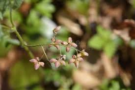 Attēlu rezultāti vaicājumam “Epimedium alpinum  flower”