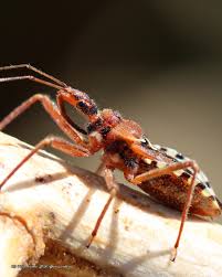 Attēlu rezultāti vaicājumam “Rhynocoris annulatus imago”