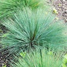 Attēlu rezultāti vaicājumam “Corynephorus canescens fruit”