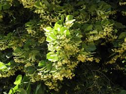 Attēlu rezultāti vaicājumam “Tilia platyphyllos subsp. cordifolia flower”