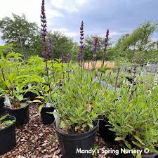 Image result for Salvia nemorosa