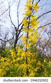Attēlu rezultāti vaicājumam “Forsythia viridissima flower”