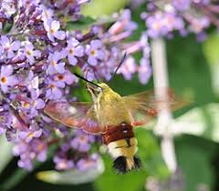 Attēlu rezultāti vaicājumam “Hemaris fuciformis”