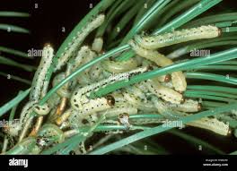 Attēlu rezultāti vaicājumam “Diprion pini female”