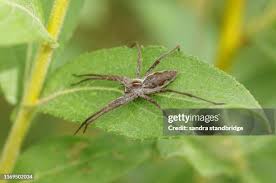 Attēlu rezultāti vaicājumam “Pisaura mirabilis female”