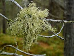 Attēlu rezultāti vaicājumam “Usnea hirta”