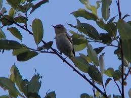 Image result for Vireo philadelphicus