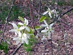 Attēlu rezultāti vaicājumam “Amelanchier spicata fruit”
