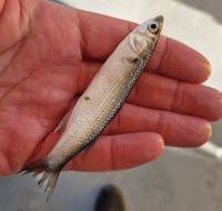 Image result for Liza ramada