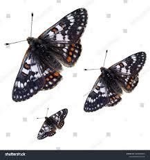 Attēlu rezultāti vaicājumam “Euphydrias aurinia”