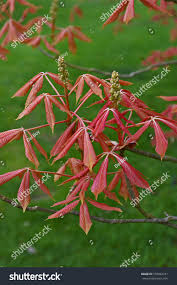 Attēlu rezultāti vaicājumam “Aesculus x neglecta flower”