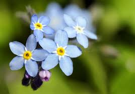 Attēlu rezultāti vaicājumam “Myosotis sparsiflora flower”