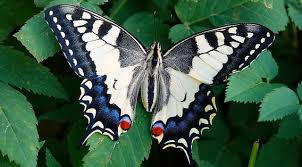 Attēlu rezultāti vaicājumam “Papilio machaon”