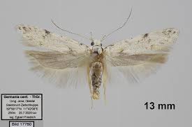 Attēlu rezultāti vaicājumam “Carpatolechia alburnella”