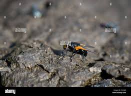 Attēlu rezultāti vaicājumam “Mesembrina meridiana”