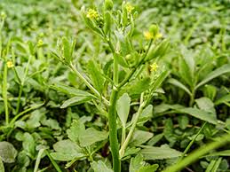 Attēlu rezultāti vaicājumam “Ranunculus sceleratus”