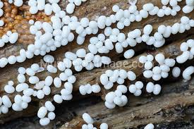 Attēlu rezultāti vaicājumam “Trichia varia”