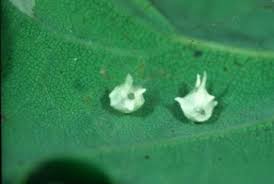 Attēlu rezultāti vaicājumam “Paidiscura pallens”