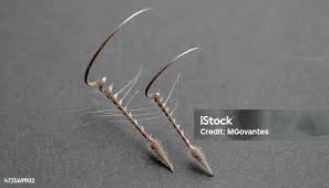 Attēlu rezultāti vaicājumam “Erodium cicutarium fruit”