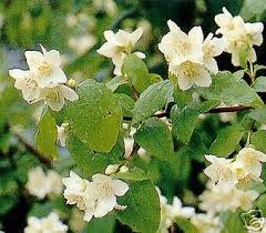 Attēlu rezultāti vaicājumam “Philadelphus coronarius”