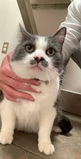 Image result for kitler