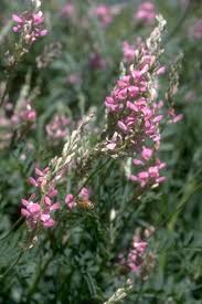 Image result for Onobrychis viciifolia