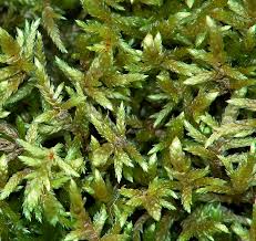 Attēlu rezultāti vaicājumam “Pleurozium schreberi”