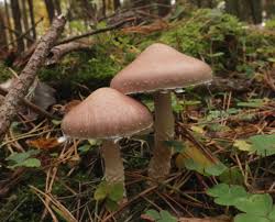 Attēlu rezultāti vaicājumam “Stropharia hornemannii”