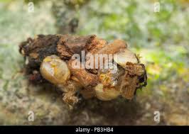 Attēlu rezultāti vaicājumam “Limnephilus larva”