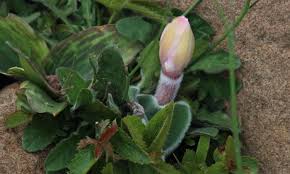 Attēlu rezultāti vaicājumam “Betula humilis male flower”