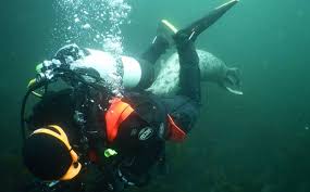 Image result for London Hellfins