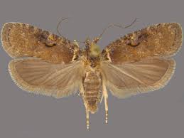 Attēlu rezultāti vaicājumam “Agonopterix hypericella”