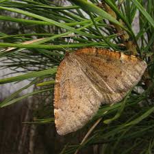 Attēlu rezultāti vaicājumam “Epirranthis diversata”