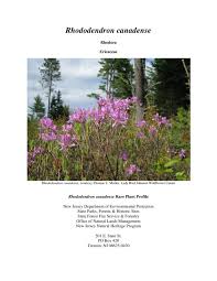 Attēlu rezultāti vaicājumam “Rhododendron canadense”